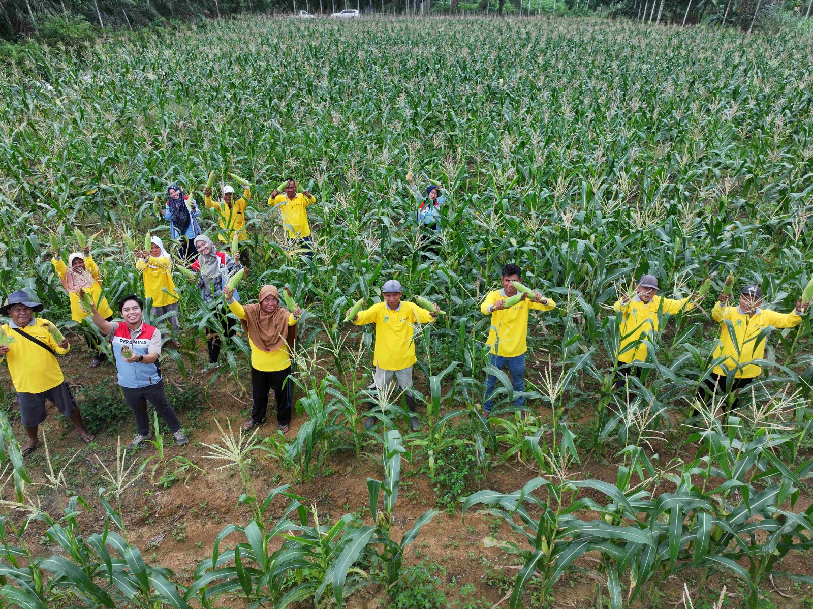Sukses Panen Jagung dan Tomat, Petani Binaan Pertamina EP Jambi Field Siap Garap Lahan yang Lebih Luas