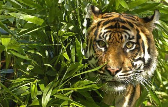Kepala Terduga Korban Terkaman Harimau  Ditemukan
