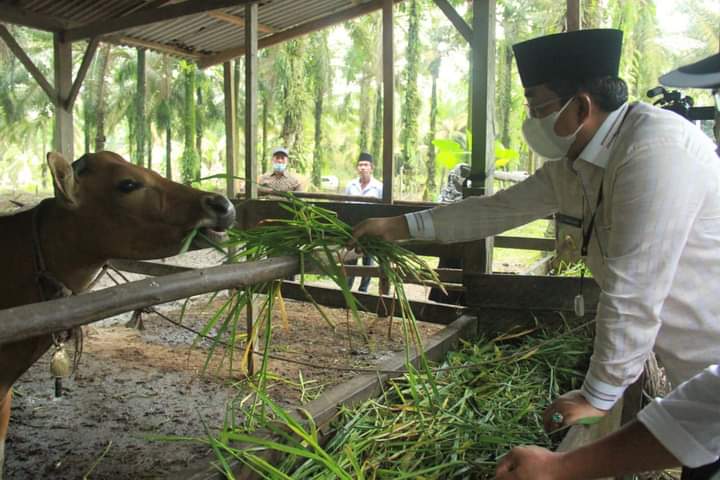 Bupati UAS Tinjau Peternakan Sapi Kelompok Tani Anggrek Di Desa Adi Jaya