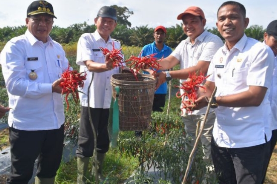 PJ Bupati Henrizal Panen Raya Cabe Bersama Petani Di Desa Tinting
