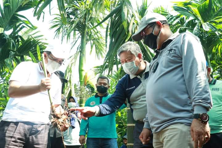 Bupati Tanjab Barat Lakukan Panen Raya Kebun Laos